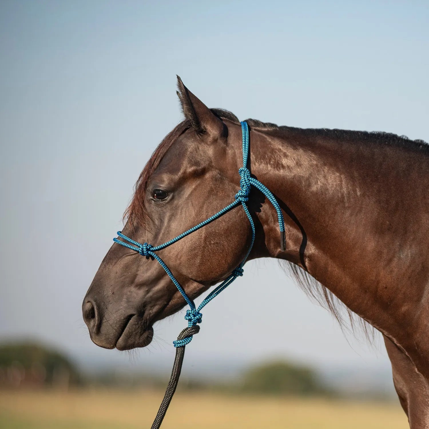 Classic Equine turquoise blue nylon rope horse halter and matching 9ft leadrope set on a dark bay horse. This durable, comfortable knotted rope halter is ideal for training and daily equestrian use. Featuring a high-quality, lightweight design for effective communication, this stylish teal horse tack is a perfect addition to any stable or ranch equipment collection.