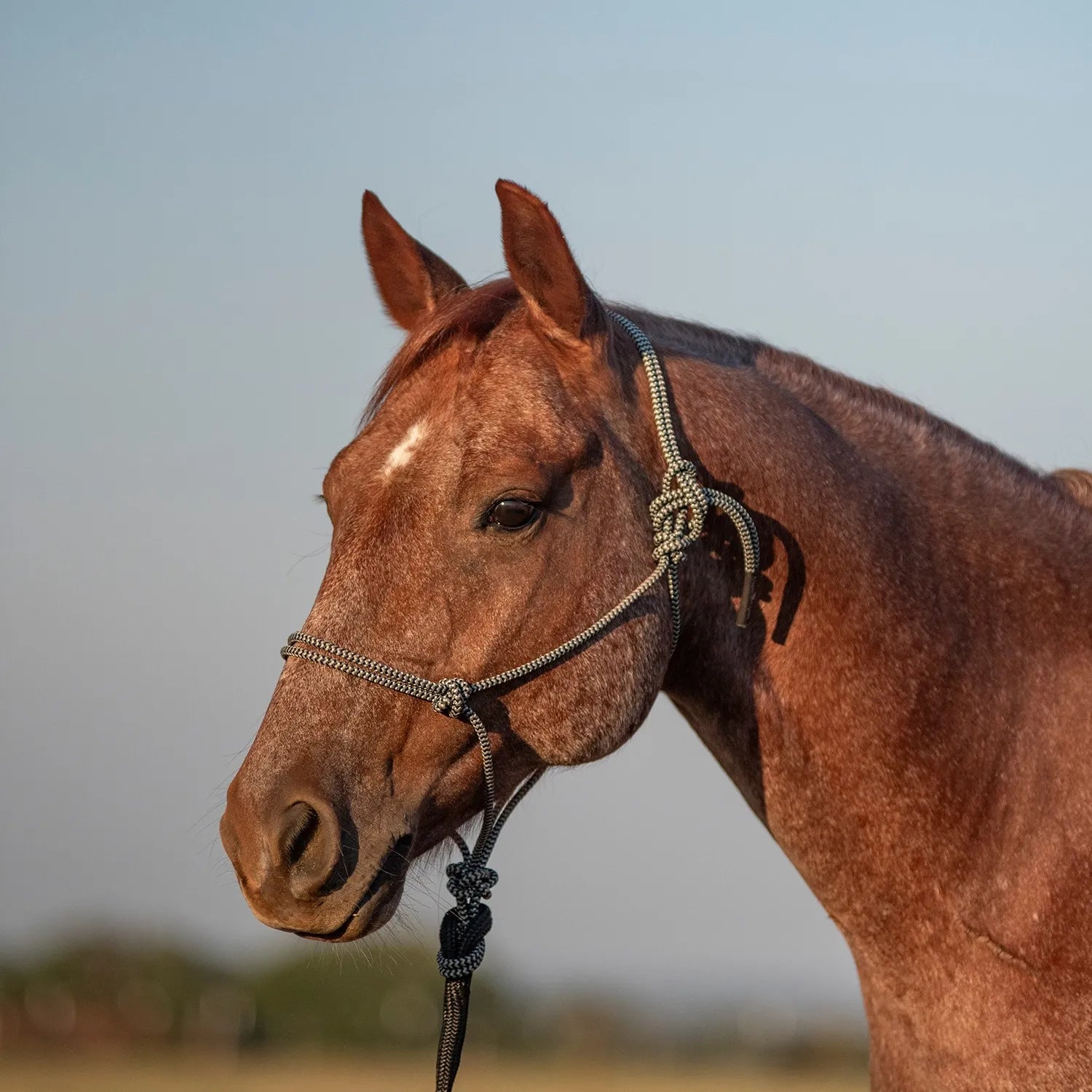 Classic Equine Nylon Horse Halter with 9ft Leadrope in a stylish black and white patterned design, shown on a chestnut horse. This durable and comfortable rope halter is perfect for horse training, groundwork, and daily equestrian use. High-quality horse tack featuring sturdy knots and a matching lead rope for reliable control and professional style in the stable or arena.