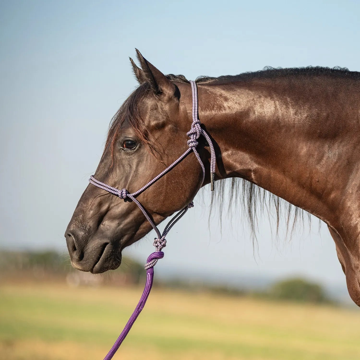 Classic Equine Nylon Rope Horse Halter in purple and white speckle with an attached 9ft leadrope. Shown on a dark brown horse, this durable and comfortable knotted halter is designed for precise control and training. High-quality braided nylon equestrian gear ideal for daily use, ground work, and trailering, featuring a secure fit and vibrant color that stands out in the stable or pasture.