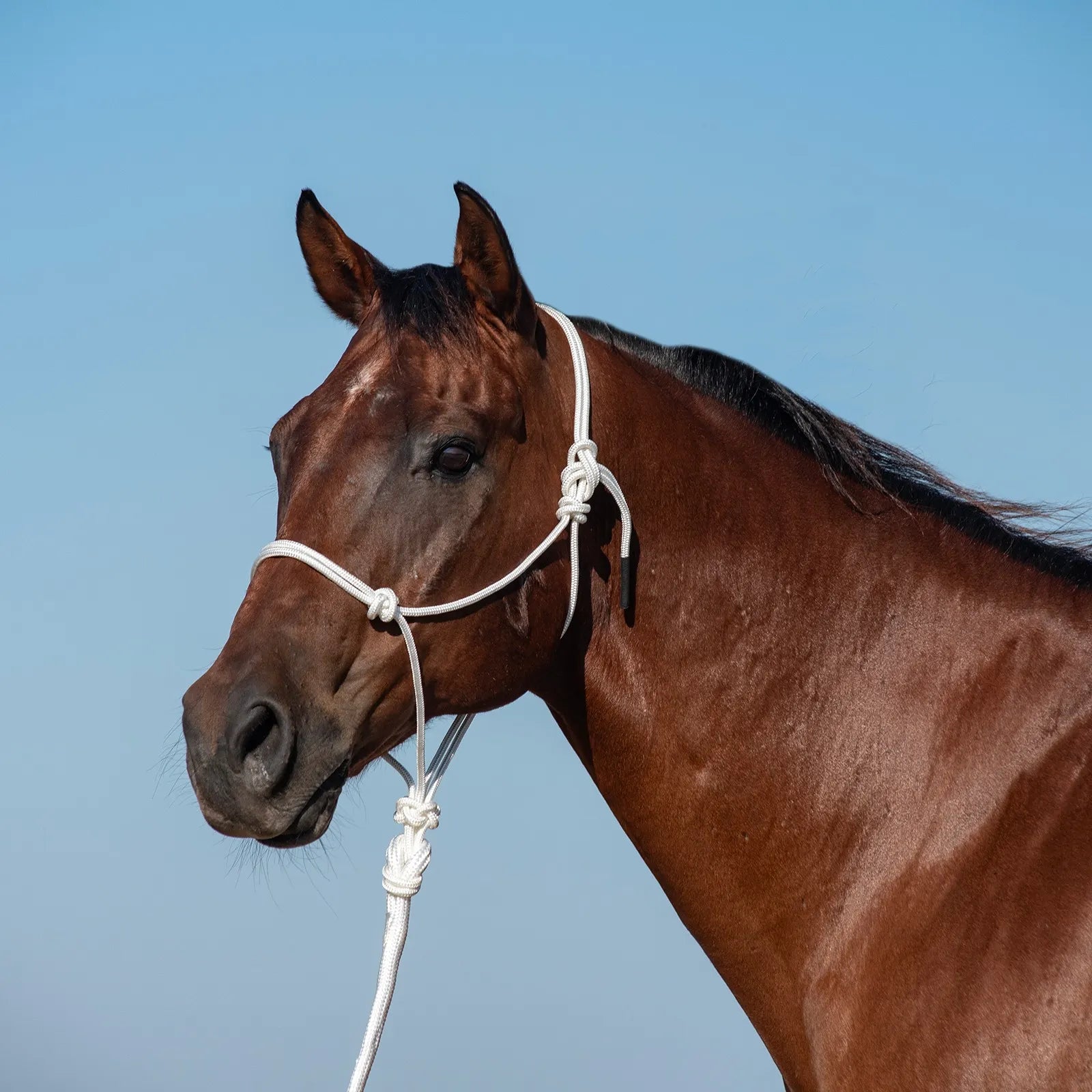 Classic Equine white nylon rope horse halter with an integrated 9ft leadrope, featuring a durable knotted design for training and daily handling. A bay horse models this comfortable, adjustable halter against a bright blue sky, highlighting the high-quality craftsmanship and professional look of this essential equestrian gear for stable management and ground work.