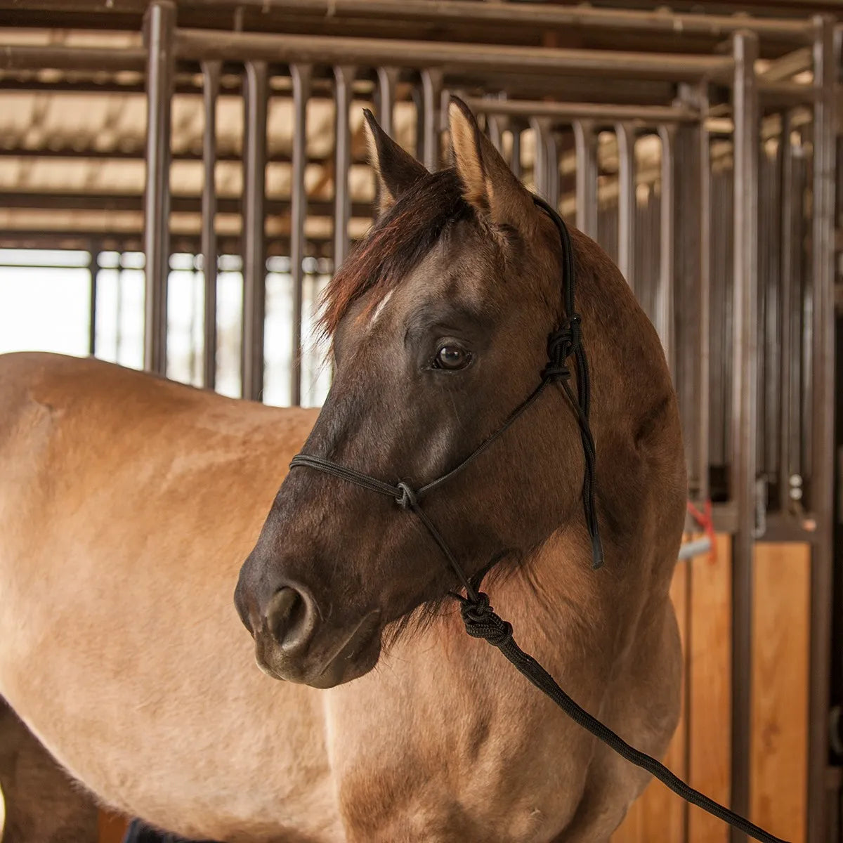 Classic Equine Premium Rope Halter in black, expertly crafted for comfort and control, shown on a horse in a stable setting. This durable, knotted rope halter is essential equestrian gear for training and ground work, offering a secure fit and professional look. High-quality horse tack designed for long-lasting performance and reliable communication between horse and rider.