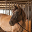 Classic Equine Premium Rope Halter in black shown on a tan horse in a stable setting. This durable equestrian training halter features a high-quality knotted design for superior control and comfort during ground work and daily handling. A lightweight and reliable choice for horse owners and trainers looking for premium equestrian gear and horse supplies.
