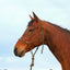 Classic Equine Premium Rope Halter in an olive and tan speckled pattern, shown on a bay horse. This durable knotted rope halter is designed for maximum control and comfort during training and ground work. High-quality equestrian tack for horse owners seeking durability and style, perfect for lead training and everyday use.