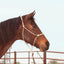 Classic Equine Premium Rope Halter in cream on a bay horse. This durable, knotted equestrian training halter provides comfort and control for ground work. Featuring high-quality rope with secure knots at key pressure points, it is designed for effective communication and daily use. A must-have for horse owners looking for reliable tack. Shown in a side profile in an outdoor arena, emphasizing its professional construction and snug fit.