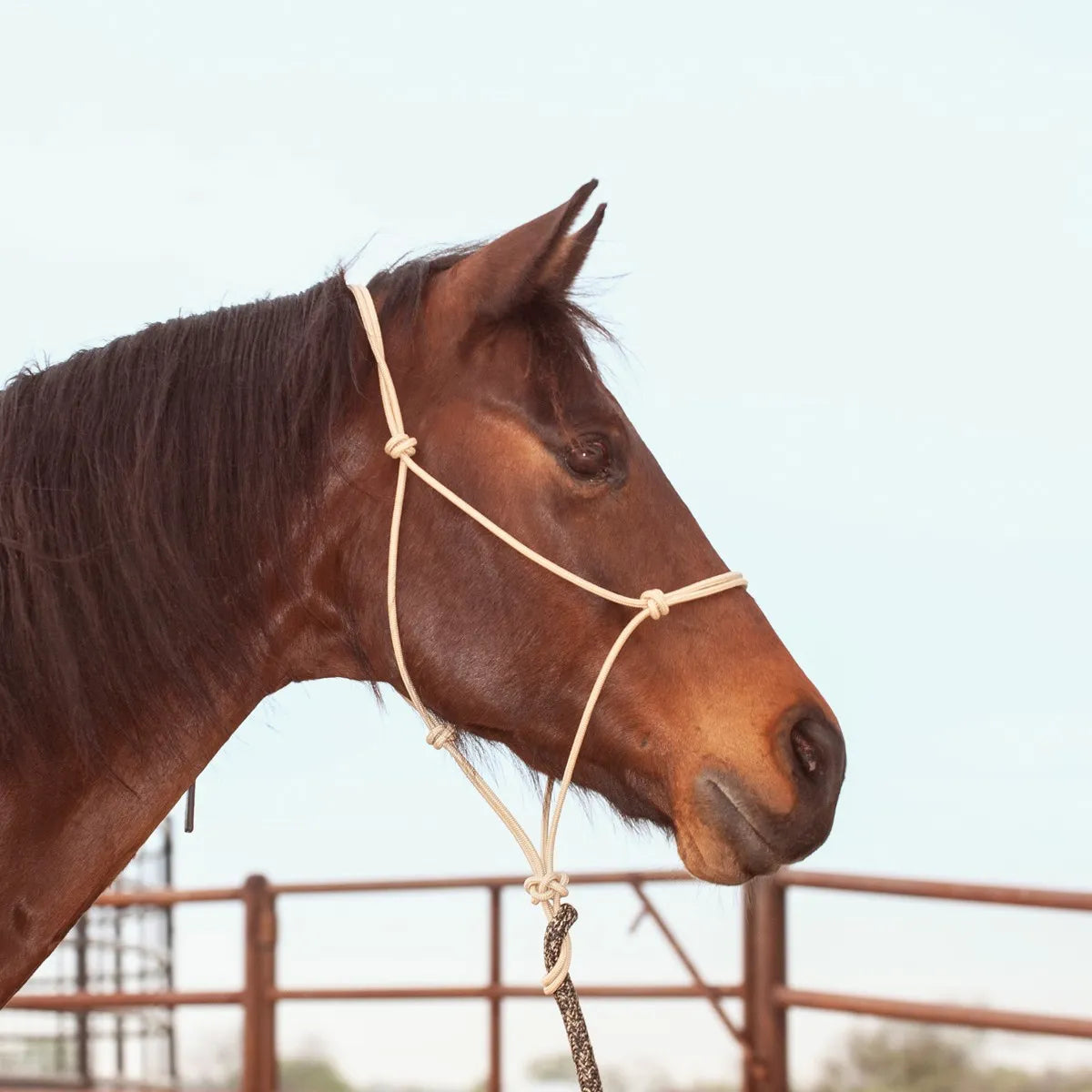 Classic Equine Premium Rope Halter in cream on a bay horse. This durable, knotted equestrian training halter provides comfort and control for ground work. Featuring high-quality rope with secure knots at key pressure points, it is designed for effective communication and daily use. A must-have for horse owners looking for reliable tack. Shown in a side profile in an outdoor arena, emphasizing its professional construction and snug fit.