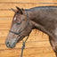 Classic Equine Quick Change Halter in Premium Black on a dark bay horse. This high-quality rope halter features a durable 9ft lead and unique quick-change metal hardware for easy use. Essential equestrian tack for horse training and groundwork, combining a professional look with long-lasting performance.