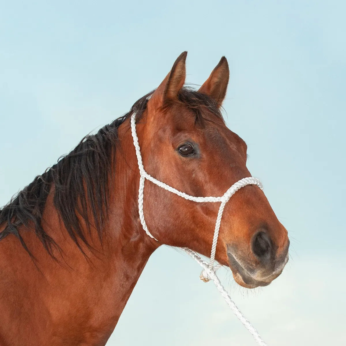 Classic Equine White Rope Nose Halter and 8' Leadrope on a bay horse. This durable, fade-resistant equestrian tack features high-quality white braided rope, ideal for training, ground work, and everyday handling. A functional and stylish horse halter set designed for reliability and comfort, making it a must-have for horse owners and western riders seeking professional-grade training gear.