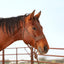 Classic Equine Wide Nose Mule Tape Halter in brown, featuring a soft braided wide noseband for added comfort and durability. Shown on a chestnut horse, this high-quality equestrian training halter includes an integrated 8ft lead rope. Ideal for horse owners seeking professional-grade rope tack with a classic western aesthetic, perfect for daily groundwork and secure handling.