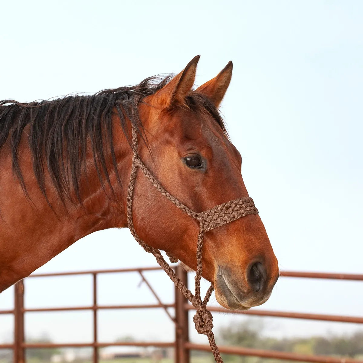 Classic Equine Wide Nose Mule Tape Halter in brown, featuring a soft braided wide noseband for added comfort and durability. Shown on a chestnut horse, this high-quality equestrian training halter includes an integrated 8ft lead rope. Ideal for horse owners seeking professional-grade rope tack with a classic western aesthetic, perfect for daily groundwork and secure handling.