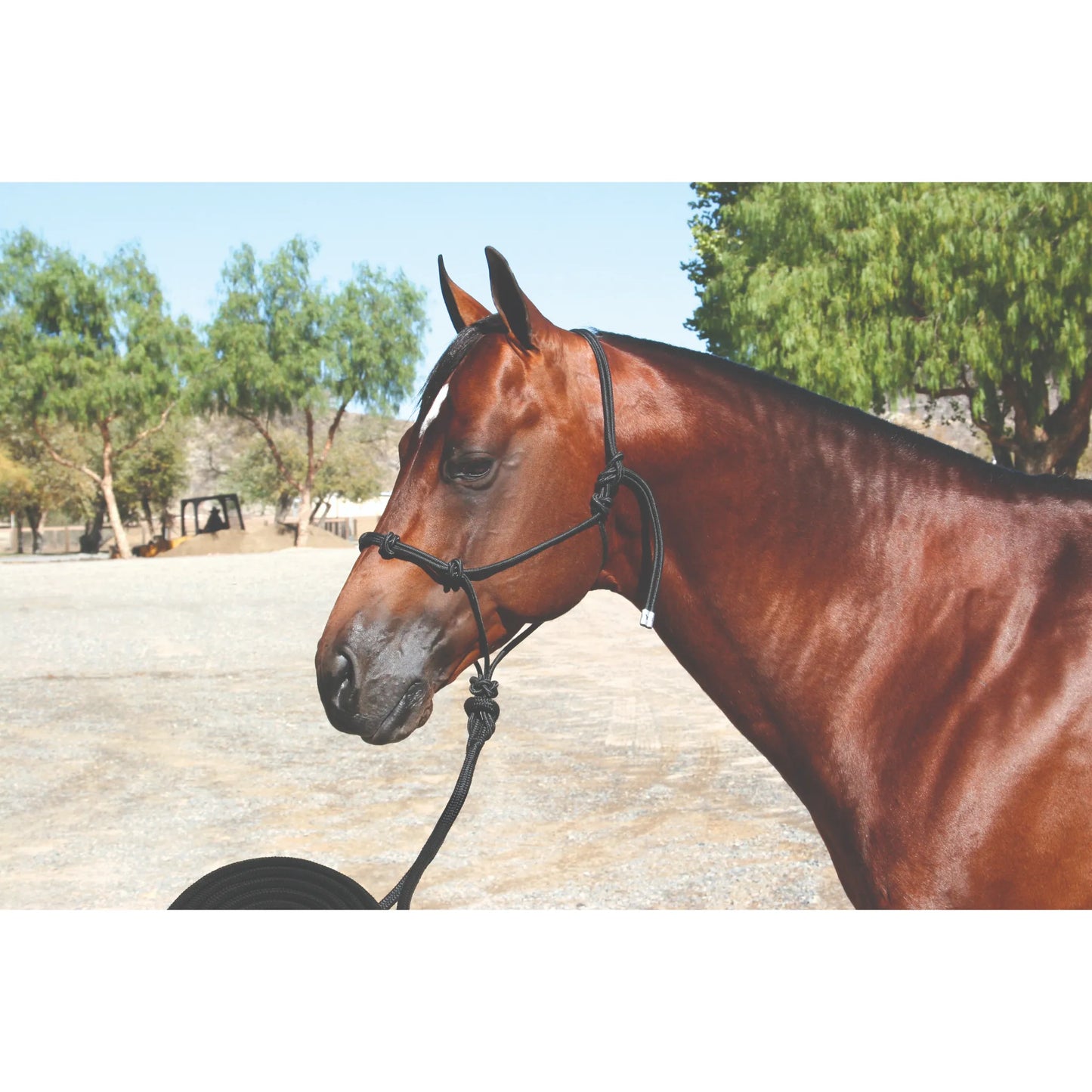 Professional's Choice Clinician Rope Halter in black on a bay horse. This high-quality rope training halter features precision knots for enhanced control and communication during groundwork. Ideal for natural horsemanship and professional horse training, the durable yet lightweight design offers a clear signal for improved responsiveness. Essential equestrian gear for better horse handling and discipline in any training environment.