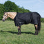 Weaver Leather Premium Turnout Blanket, Heavy Weight 300g, 1200D