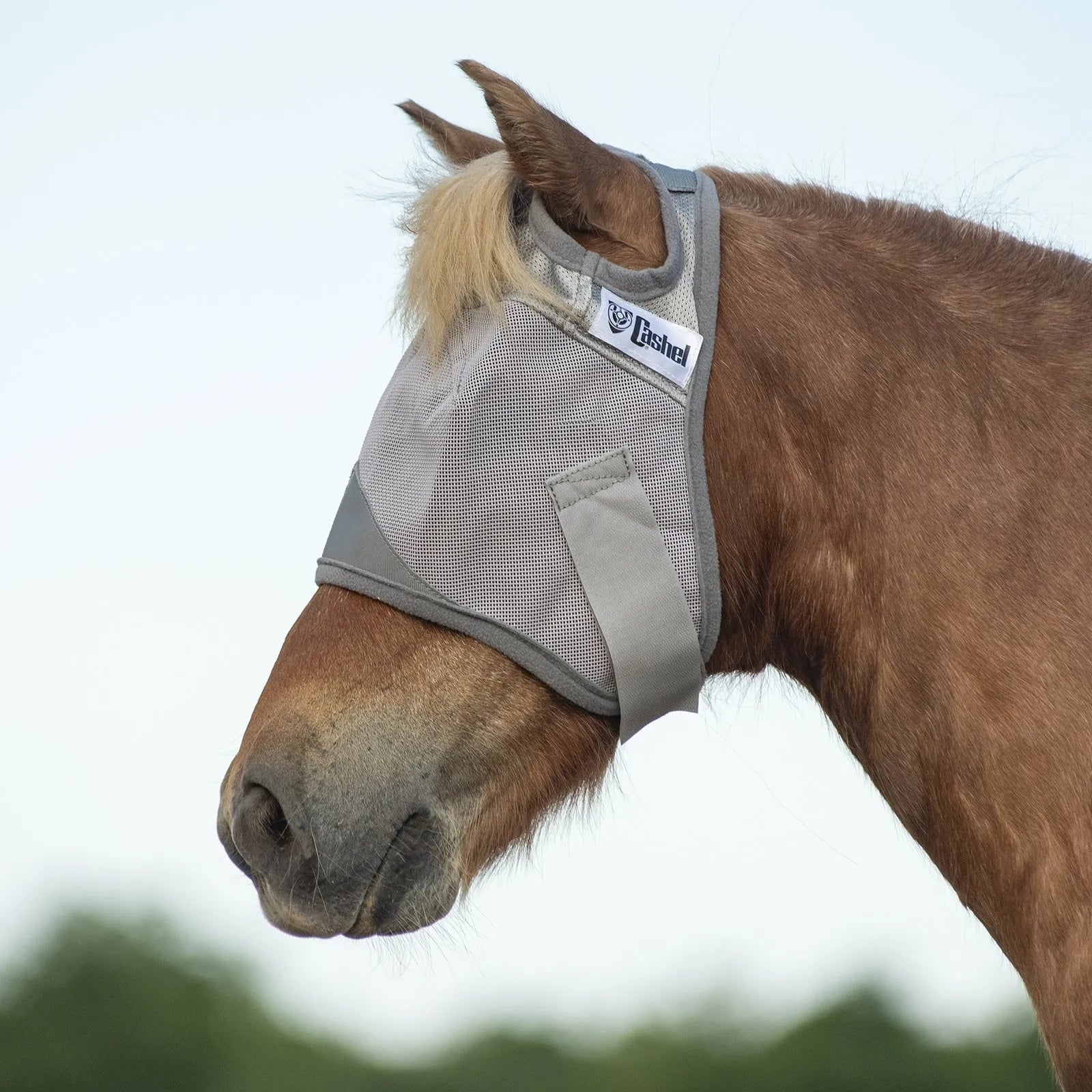 Cool Cashel Crusader Sun Fly Mask in grey mesh on a chestnut horse, providing ultimate UV and fly protection. This breathable horse fly mask shields eyes from pests and harmful rays while maintaining visibility. Featuring a comfortable, adjustable design, it's the perfect equine accessory for summer pasture safety and pest control. Durable Cashel horse supplies for high-performance sun protection.