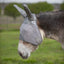 Grey Cashel Crusader Sun Fly Mask with long ears providing ultimate UV and fly protection for horses and donkeys. The breathable mesh design and durable grey fabric cover the eyes and ears to prevent irritation from pests and sun damage. This equine fly mask is shown on a donkey in a green field, highlighting its secure fit and comfort for long-term outdoor wear. Ideal for summer horse care, pest management, and protecting sensitive skin.