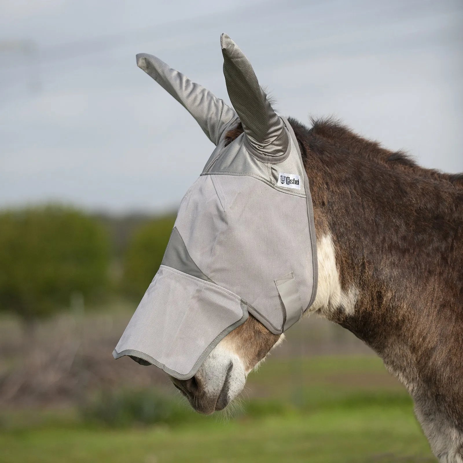 Cashel Crusader Sun Fly Mask with long ears and nose cover, expertly fitted on a donkey. This durable grey mesh mask provides ultimate UV and fly protection, featuring extra-long ear coverage and a protective nose flap to prevent sunburn. A must-have horse accessory for effective pest control and sun safety for donkeys and mules in the pasture.