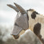 Side view of a spotted mule wearing a grey Cashel Crusader Fly Mask with extra-long ear covers and nose protection. This high-quality mesh mask offers ultimate UV and fly protection, shielding the eyes, ears, and sensitive nose from pests and sun damage. A must-have horse accessory for equines, combining durability with breathable comfort for maximum insect defense and sun safety.