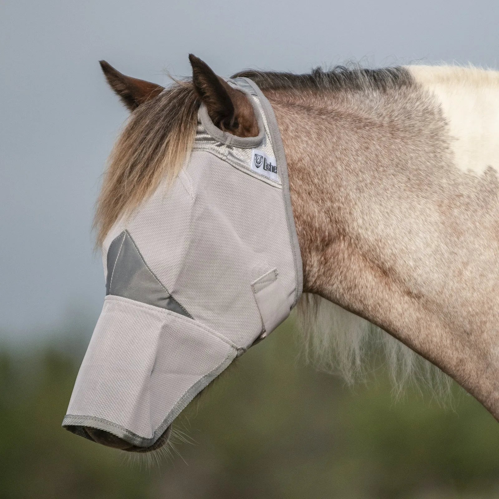Cashel Crusader Long Nose Fly Mask in grey mesh provides ultimate UV protection and insect defense for horses. Featuring comprehensive eye and nose coverage, this durable equestrian accessory prevents sunburn and irritating fly bites. Shown on a paint horse, the breathable mesh design ensures comfort during summer turnout, making it a must-have for horse health and pest control.