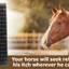 Shires Equine Horse Scratcher - Hooves and Paws