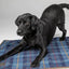 Digby & Fox Tweed Sherpa Dog Blanket