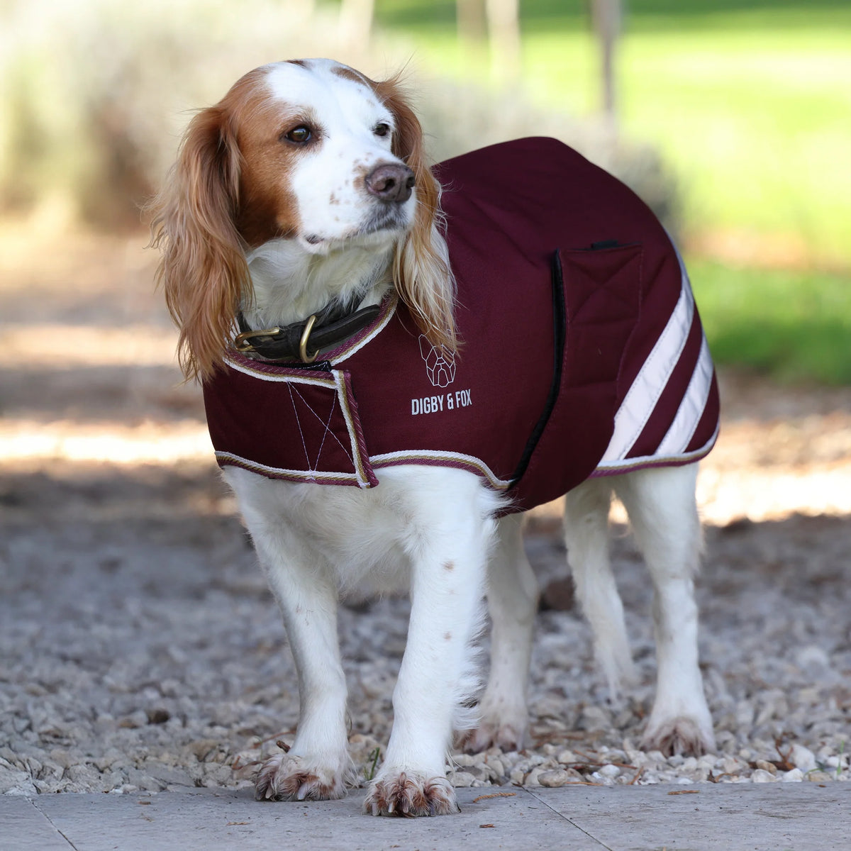 Digby & Fox Waterproof Insulated Dog Coat