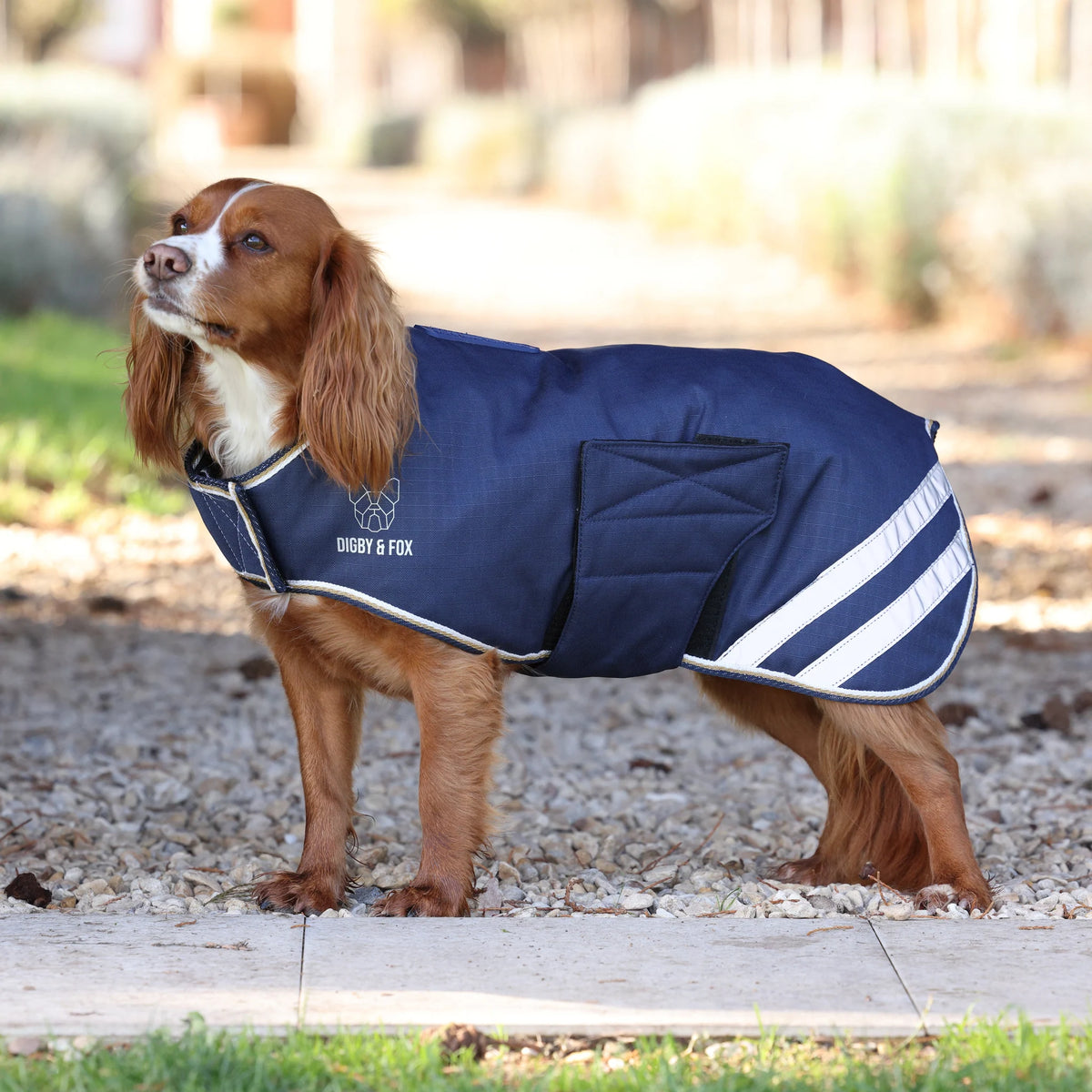 Digby & Fox Waterproof Insulated Dog Coat