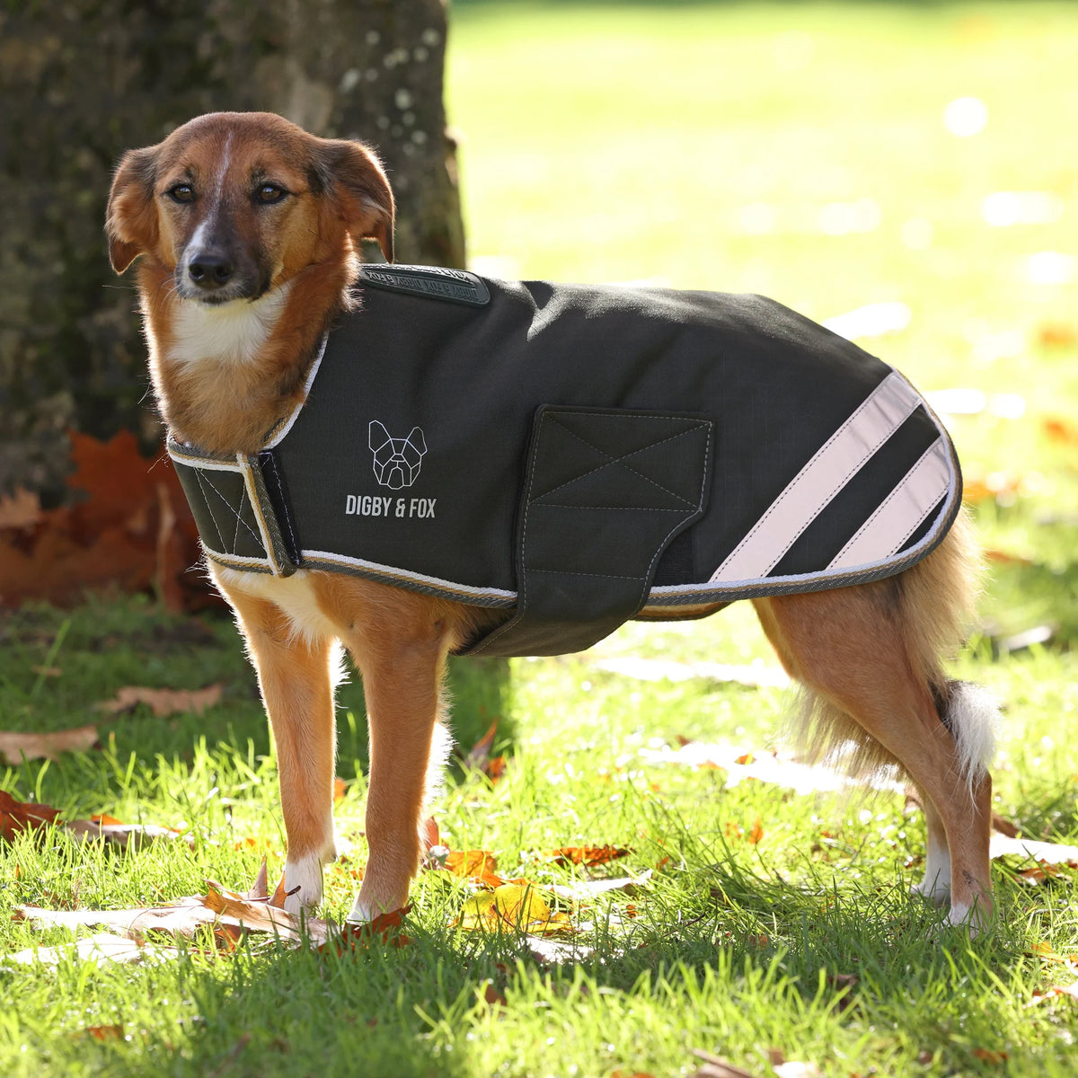 Digby & Fox Waterproof Insulated Dog Coat