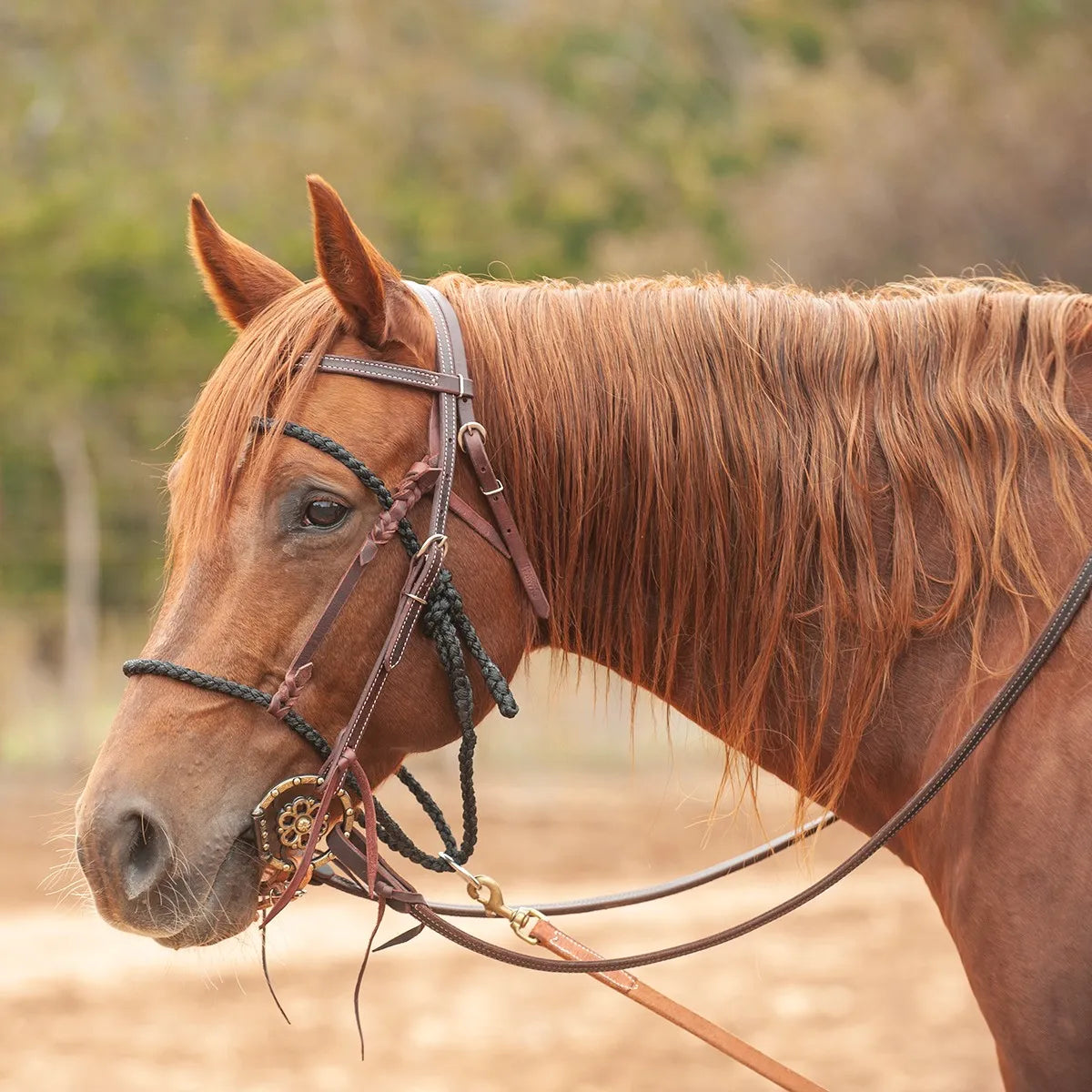 Martin Saddlery Bonnet Tie Down BONNETM in brown leather and black braided cord, modeled on a chestnut horse. This high-quality western horse tack features white contrast stitching and durable materials for effective training and head control. Perfect for equestrian enthusiasts looking for professional performance gear and horse training equipment. Designed by Equibrand for comfort and precision.