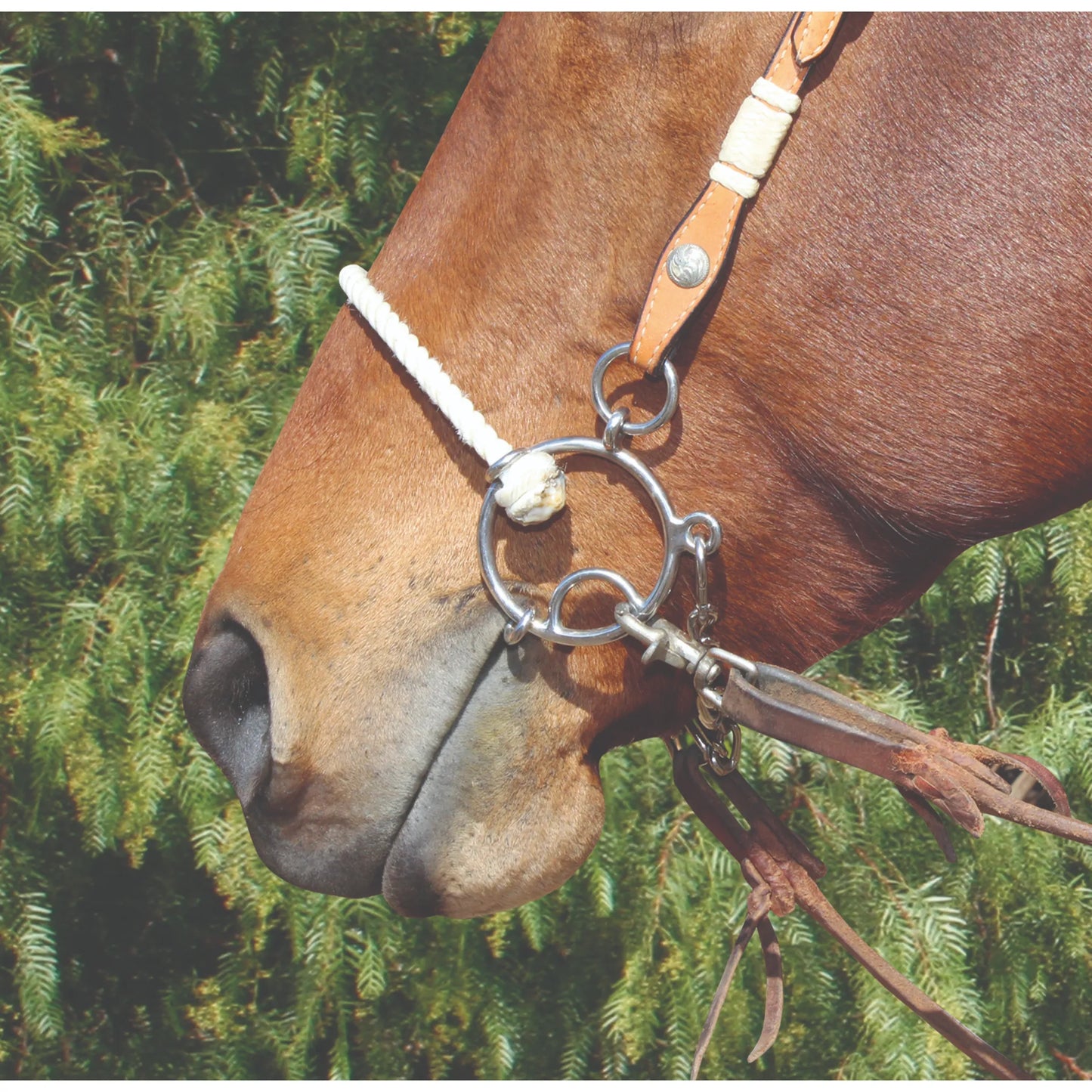 Equine Twisted Wire Snaffle Bit with a white rope noseband on a chestnut horse. This Western combo bit features polished silver hardware attached to a tan leather headstall with decorative white cord wrapping and a silver concho. Scissor snaps connect leather reins to the large rings, providing precise communication for training. High-quality equestrian tack designed for comfort and control, perfect for Western performance horses and training.