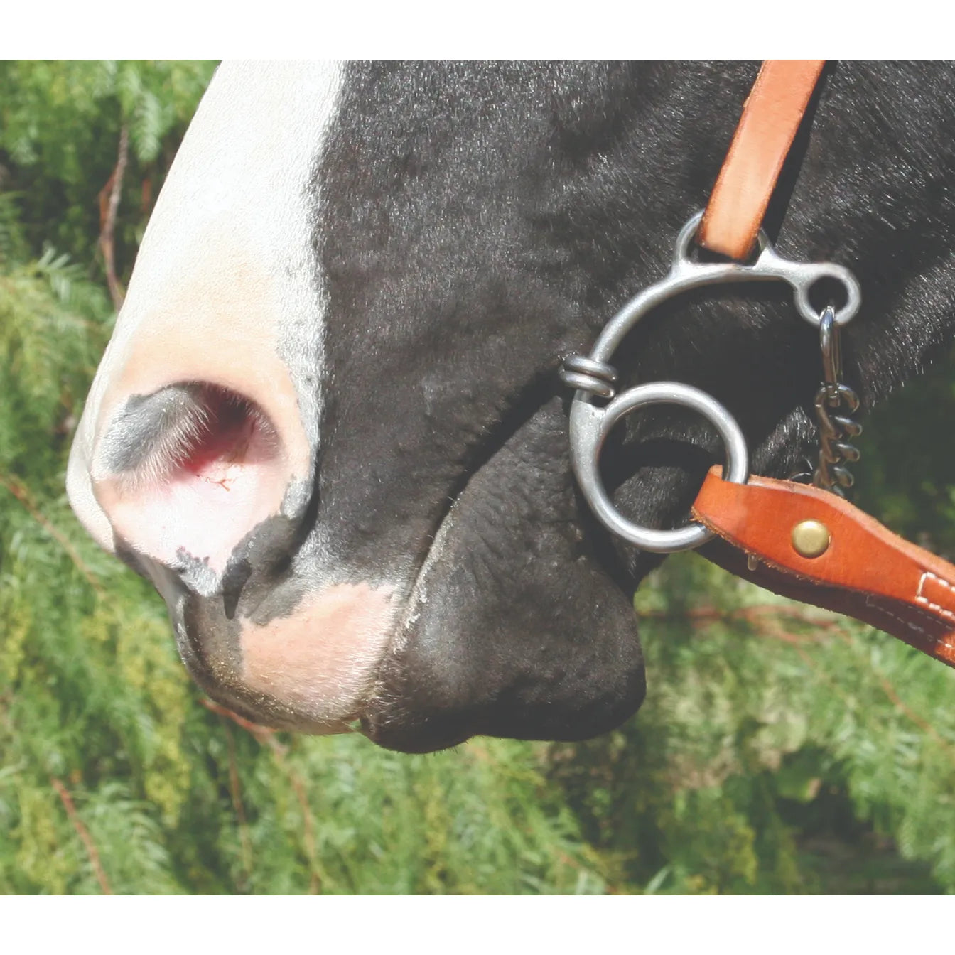 Equisential by Professionals Choice Equine Route 66 Chain Bit displayed on a black and white pinto horse. This high-quality stainless steel Western curb bit features a distinctive shank and curb chain, attached to a classic chestnut leather headstall. Designed for effective communication and control, it is a must-have piece of equestrian tack for Western riding and training. Durable and stylish horse equipment for the discerning rider.