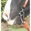 Equisential Dogbone Bit by Professional's Choice featured on a black and white horse. This stainless steel long shank bit is designed for soft communication, featuring a classic Western shank design and curb chain attached to a leather headstall. A must-have piece of equestrian tack for training or trail riding, offering precise control and comfort for your horse.