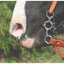 Professionals Choice Equisential Short Shank Ported Chain Bit featuring a 5 1/8" mouth and 5" silver cheeks. Shown on a horse with a brown leather bridle, this western equine performance bit includes a curb chain for precise communication. High-quality horse tack designed for responsiveness and control in training or competition. Perfect for barrel racing, trail riding, or general western performance.