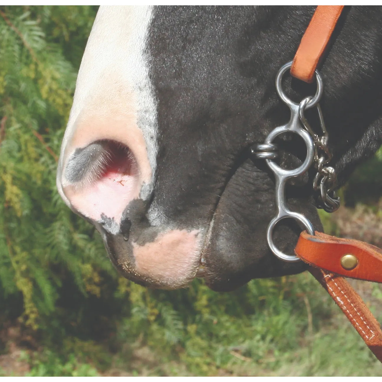 Professionals Choice Equisential Short Shank Ported Chain Bit featuring a 5 1/8" mouth and 5" silver cheeks. Shown on a horse with a brown leather bridle, this western equine performance bit includes a curb chain for precise communication. High-quality horse tack designed for responsiveness and control in training or competition. Perfect for barrel racing, trail riding, or general western performance.