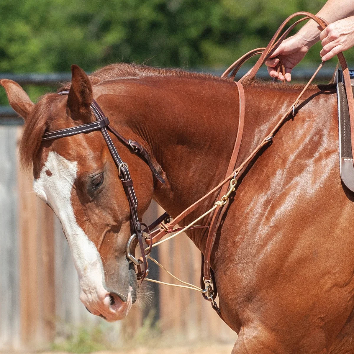 Martin Saddlery Phil Haugen Martingale with Split Reins - Professional Horse Training Tack for Precise Control