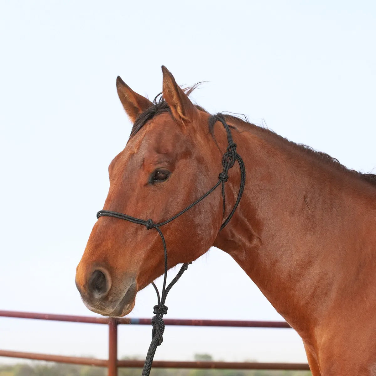 Martin Saddlery Premium Black Rope Halter with 9ft Lead Rope shown on a chestnut horse. This average horse size halter features a durable knotted design, perfect for groundwork and training. A professional-grade piece of Western equestrian tack and horse gear, this black rope halter combines style with functionality for everyday use.