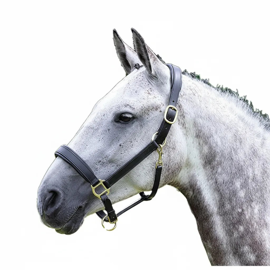 Shires Velociti GARA Blenheim Padded Leather Halter in black with brass hardware, modeled on a dapple gray horse. This premium equestrian halter features a soft padded noseband and headpiece for horse comfort, durable high-quality leather, and elegant brass buckles. A sophisticated and functional choice for horse shows or daily stable use, perfect for horse owners seeking stylish, top-tier leather tack and accessories.