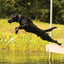 Weaver Leather Terrain Padded Reflective Snap - n - Go Adjustable Collar (Sell out) - Hooves and Paws