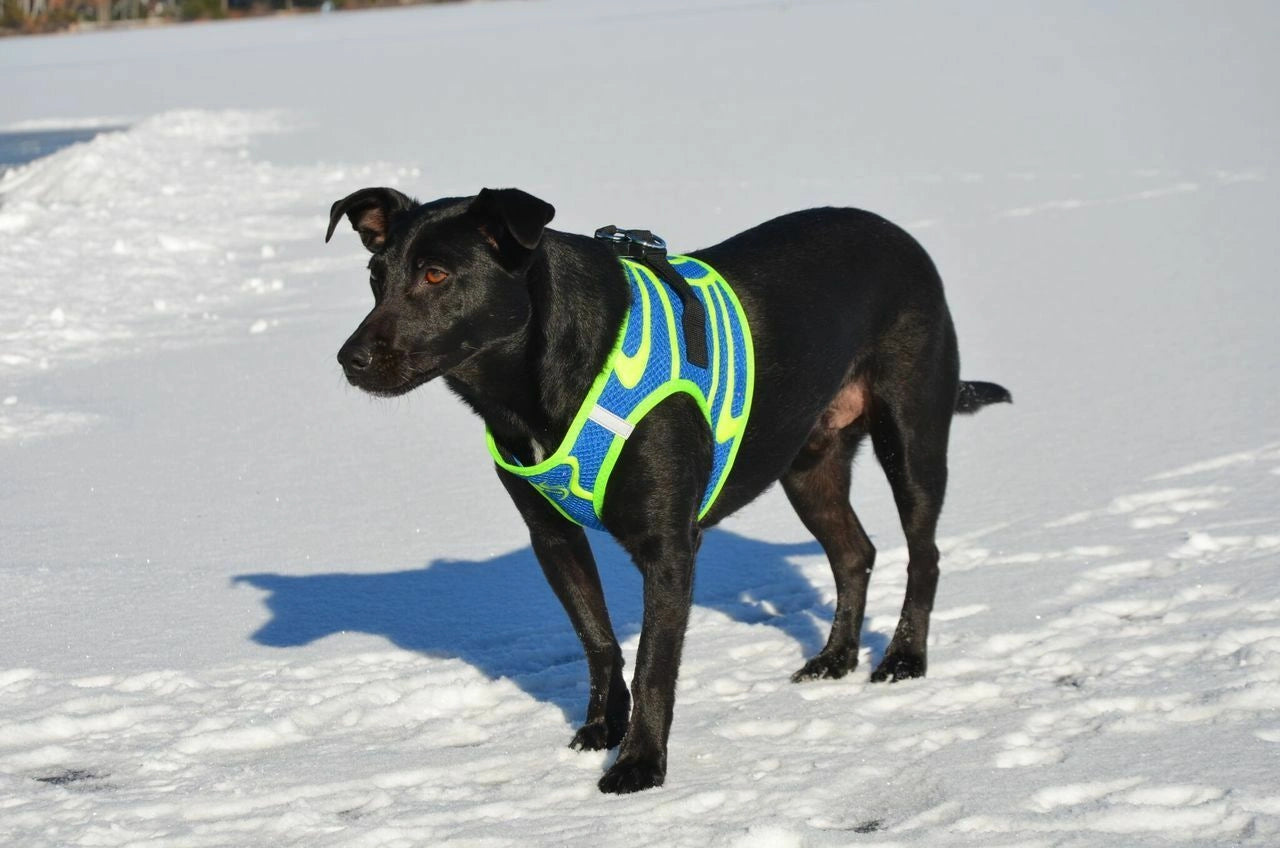 Doggie Design American River Ultra Choke Free Dog Harness - Hooves and Paws