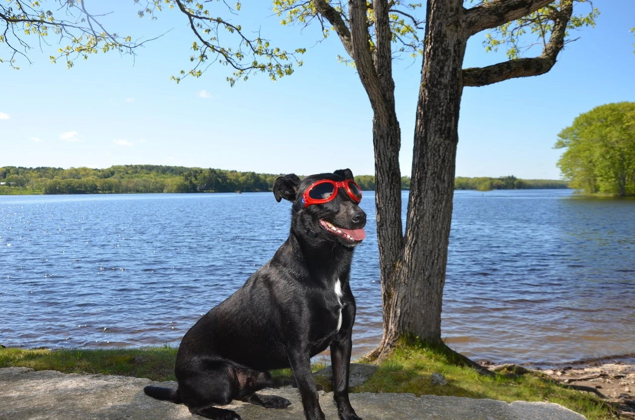 LoveWally Dog Goggles Sunglasses Outdoor Adventure Gear - Hooves and Paws
