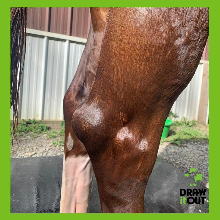 Draw It Out 16oz High Potency Horse Liniment Gel – Powerful, Natural Relief