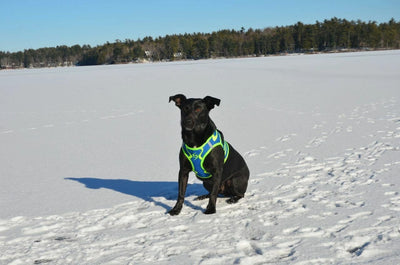 Doggie Design American River Ultra Choke Free Dog Harness - Hooves and Paws