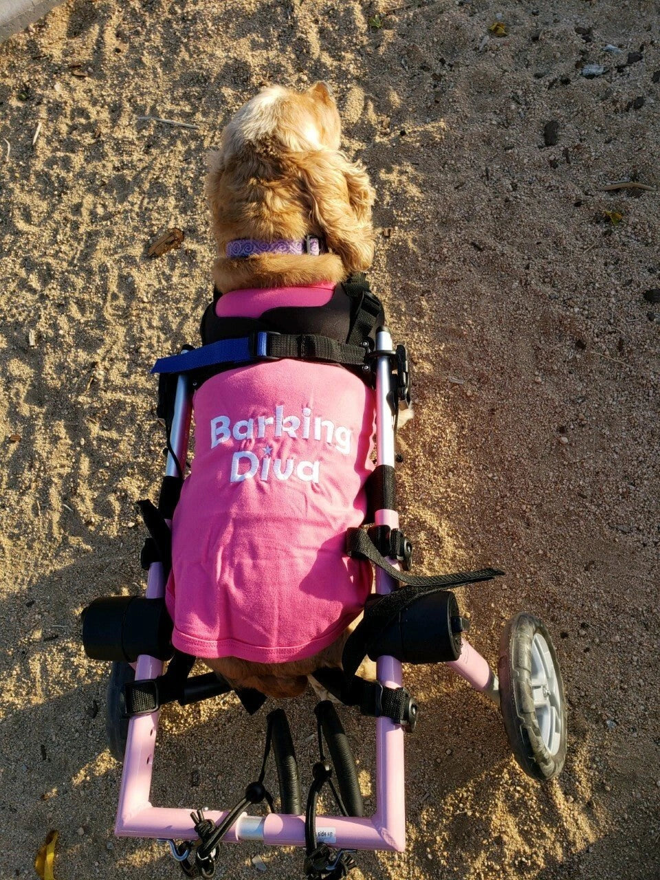 Parisian Pet Barking Diva Embroidered Tshirt - Hooves and Paws