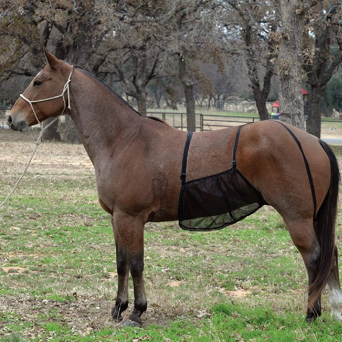 Brown horse wearing a black rug in a grassy field with trees in the background
