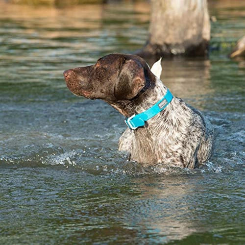 Weaver Leather Terrain D.O.G. Brahma Webb Dog Collar - Weather Resistant & Quick Drying