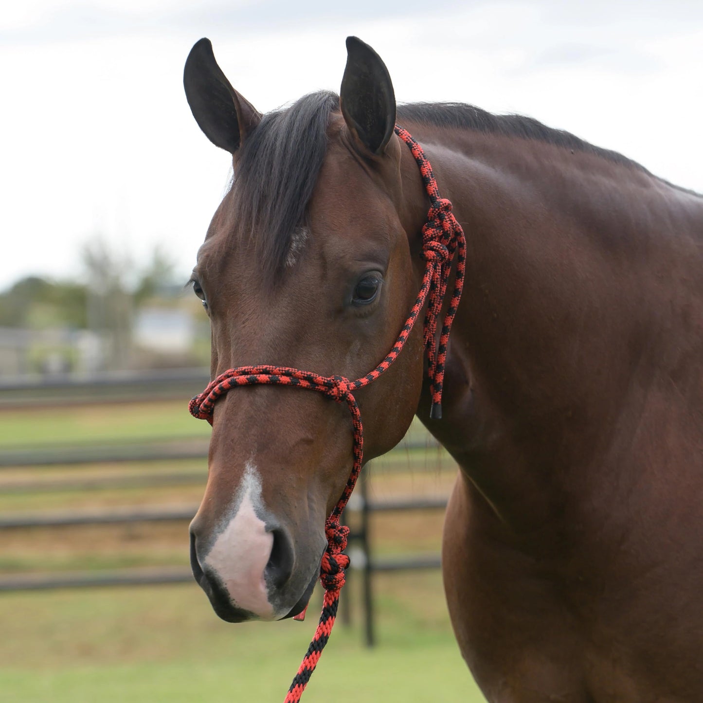 Professional's Choice Equisential Rope Halter with 8' Matching Lead - Durable Nylon Horse Halter