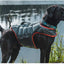 Weaver Leather Terrain Dog Swim Vest for Dogs - Hooves and Paws