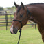 Professional's Choice Equisential Rope Halter with 8' Matching Lead - Durable Nylon Horse Halter