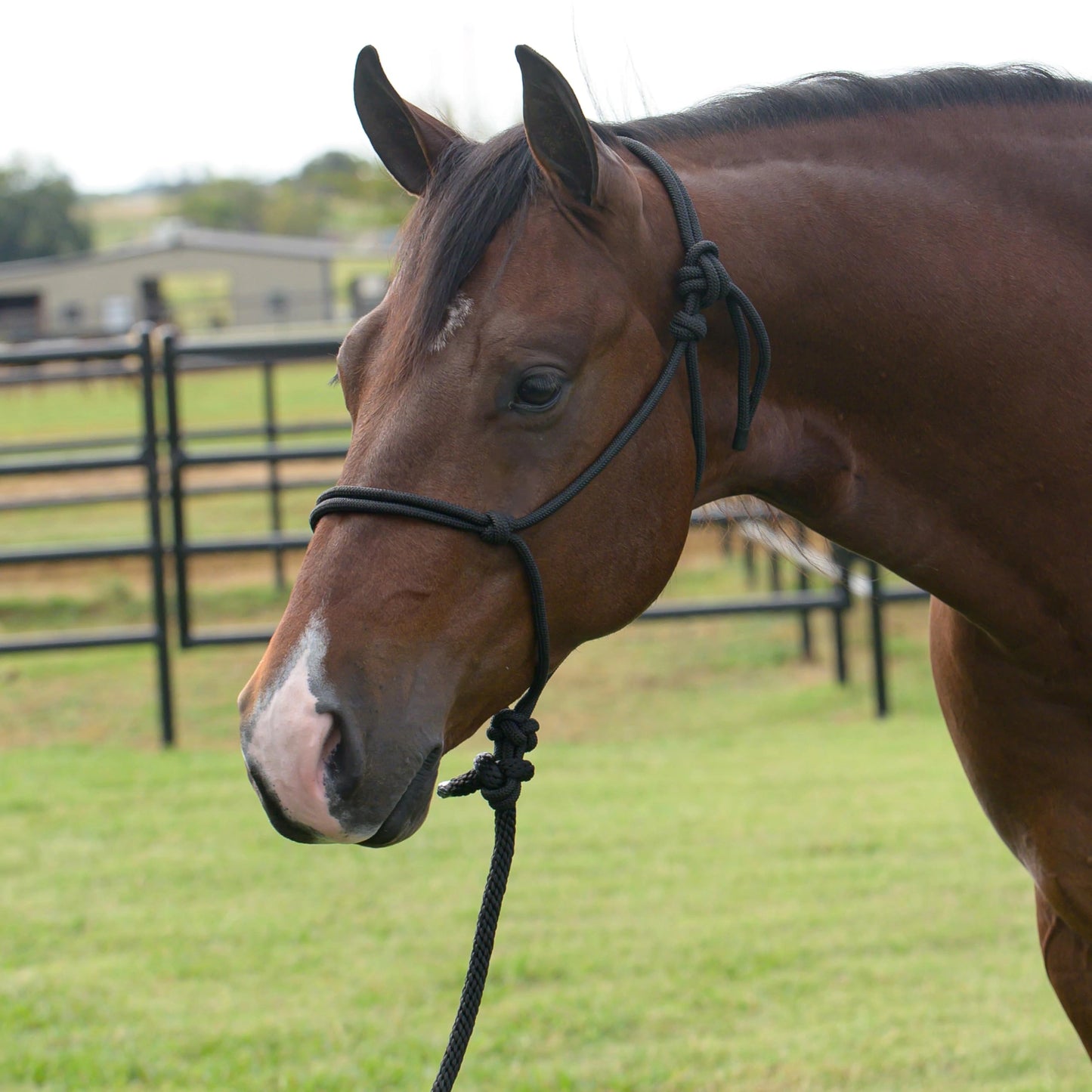 Professional's Choice Equisential Rope Halter with 8' Matching Lead - Durable Nylon Horse Halter