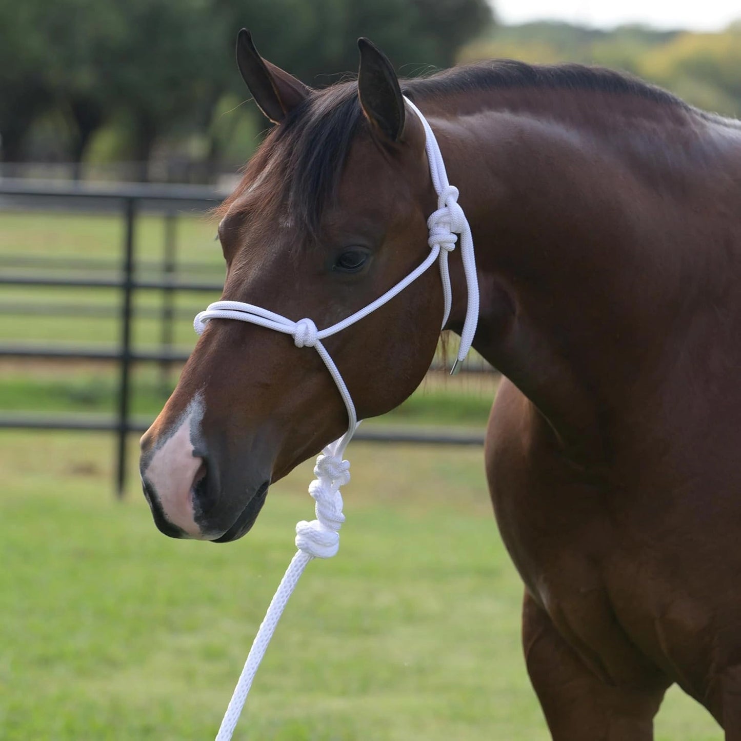 Professional's Choice Rope Halter with 10' Lead - Training