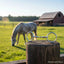 Myler MB 10 French Link Snaffle horse bit, stainless steel with copper inlay, resting on a wooden post in a pasture with a grazing horse and red barn in the background.