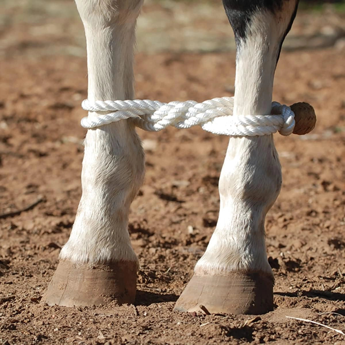 Martin Saddlery Classic Button Rope Hobble - Hooves and Paws
