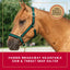 Weaver Leather Breakaway Halter - Padded Crown Safety Release